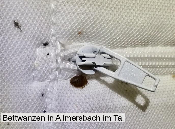 Bettwanzen in Allmersbach im Tal